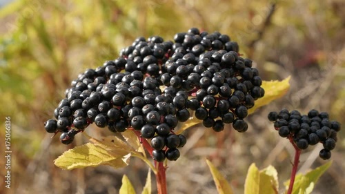 Shallow DOF Danewort herbaceous elder plant slow-mo  photo