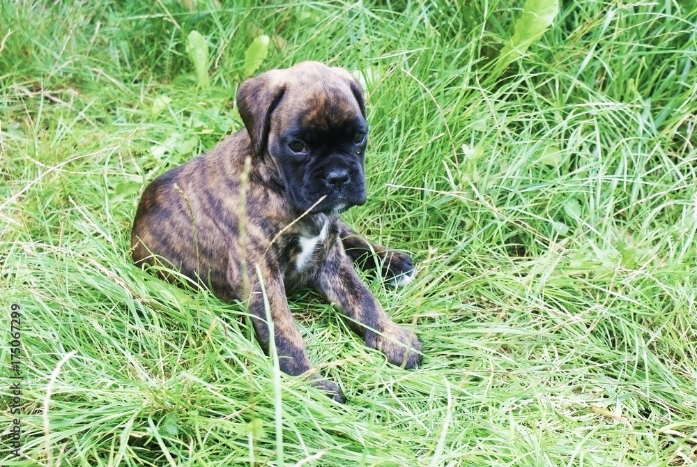 Boxers bebe discount