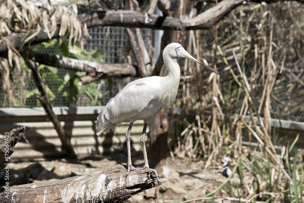 yellow spoonbill yellow spoonbill