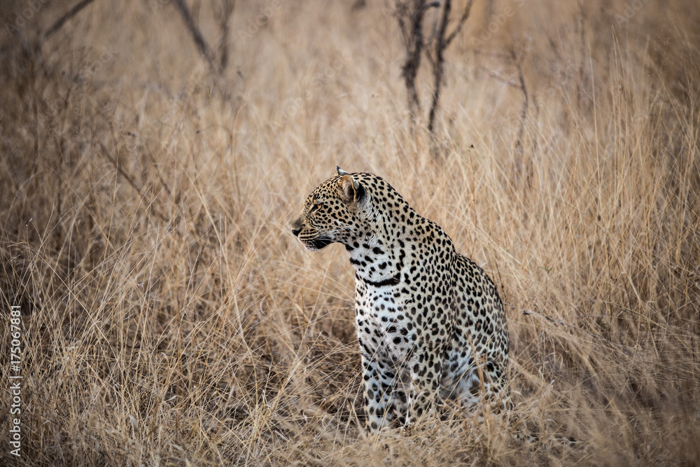 Leopard in the Savanna Leopard in the Savanna