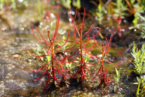 Fotografie Sundew (Drosera indica) with trapped insects