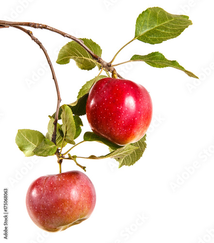 Obraz na plátně somewhat ripe apple on a branch with leaves