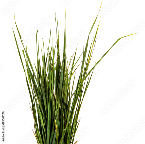 bunch of green grass. Isolated on white background