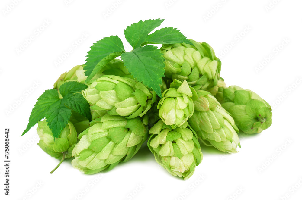 heap of lush, green hop on white heap of lush, green hop on white