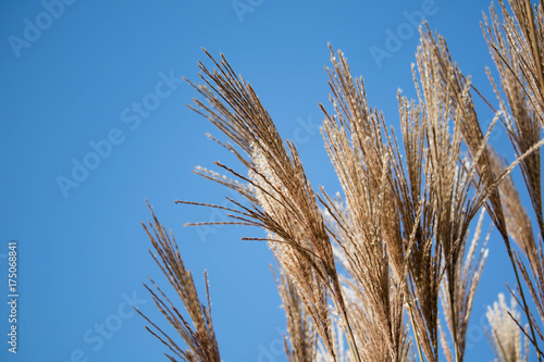 Dry tall grass and blue sky