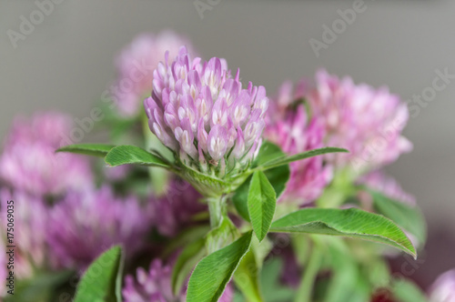 bouquet de fleurs de trèfle dans un vase