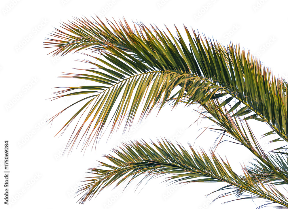 isolated palm leaves