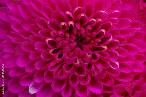 magenta pink chrysanthemum flowers petals macro background © neirfy