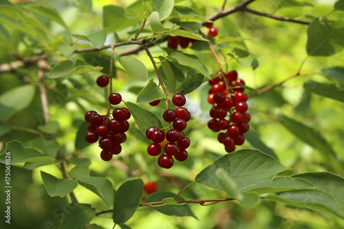 Red bird cherry on a tree branch