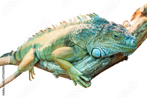 live iguana isolated