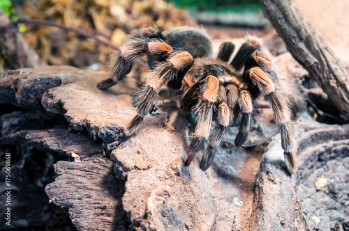 live redknee tarantula