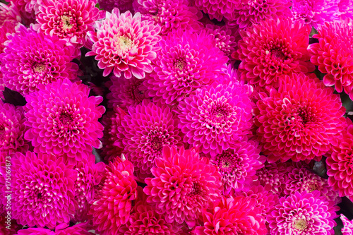 Fototapeta Naklejka Na Ścianę i Meble -  magenta pink chrysanthemum flowers macro background