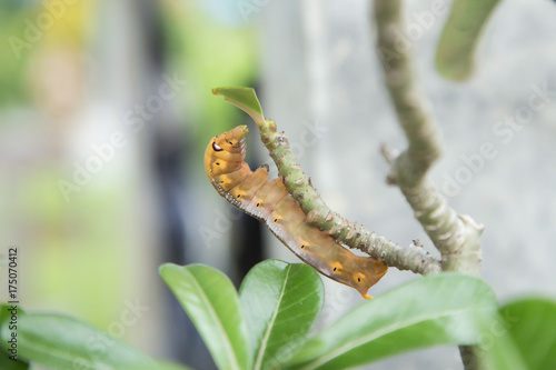  Large worms eat green leaves on the tree.