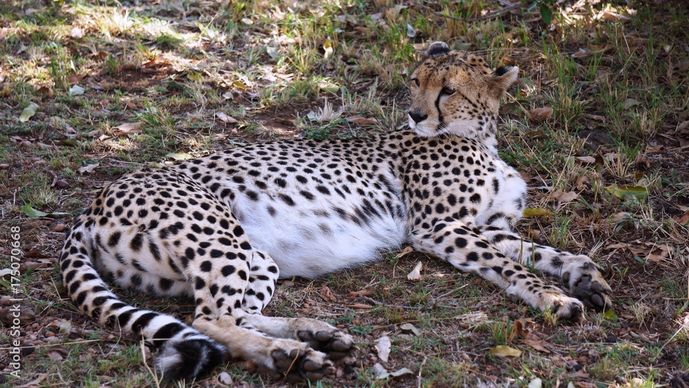 Obraz premium Leopard