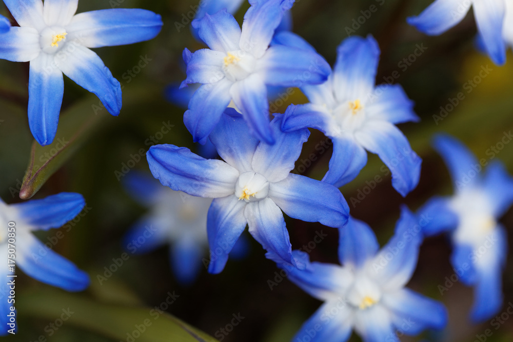 Glory of the snow (Chionodoxa luciliae) Glory of the snow (Chionodoxa luciliae)