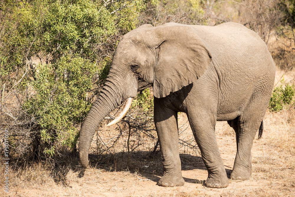 Fototapeta premium Elephant