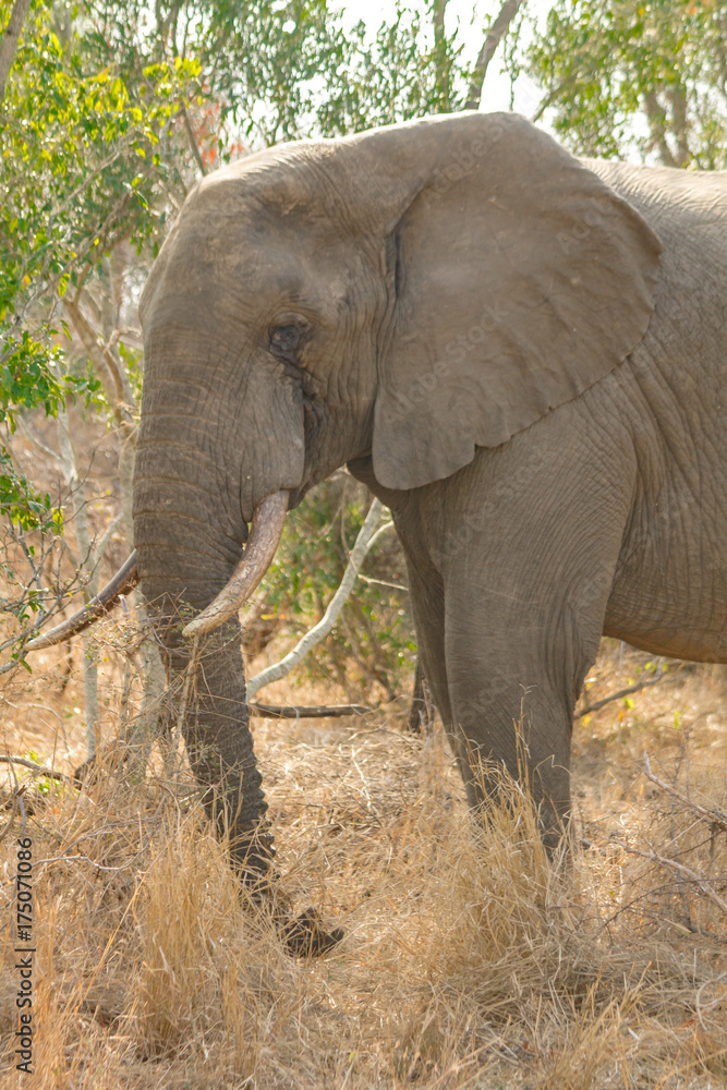 Fototapeta premium Elephant Portrait