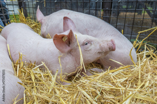 Junge Ferkel / Schweine auf dem Tiermarkt photo