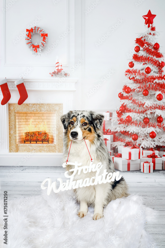 Ein Hund sitzt in einem weihnachtlichen Wohnzimmer mit Kamin, Geschenken  und Weihnachtsbaum in der Schnauze ein Schild mit Frohe Weihnachten Stock  Photo | Adobe Stock