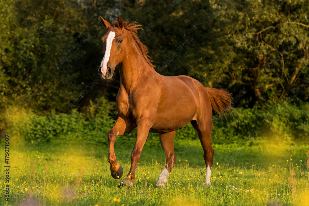 Fototapeta premium Galoppierendes Warmblut
