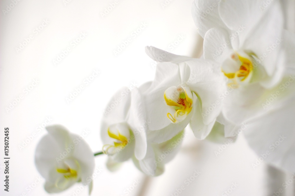 蘭の花、白 蘭の花、白