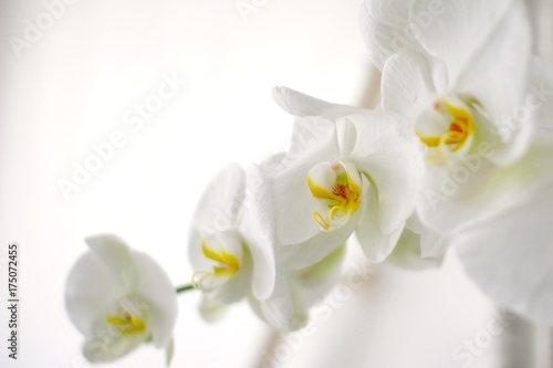 Fototapeta Naklejka Na Ścianę i Meble -  蘭の花、白