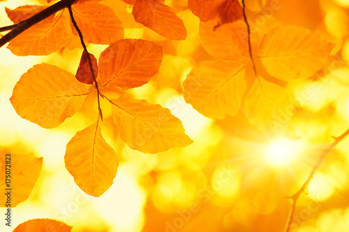 Autumn leaves on sun