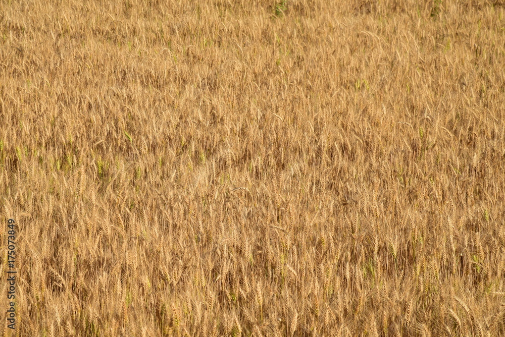 Summer autumn yellow wheat field ear spike spica Summer autumn yellow wheat field ear spike spica