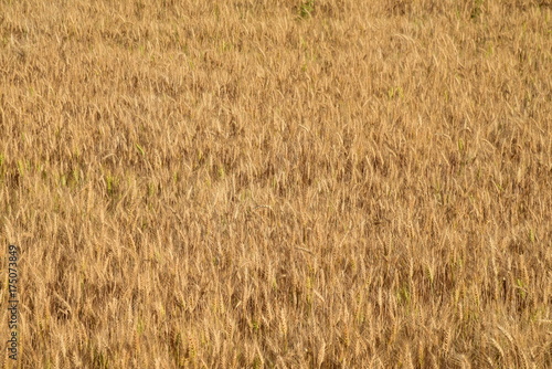 Summer autumn yellow wheat field ear spike spica