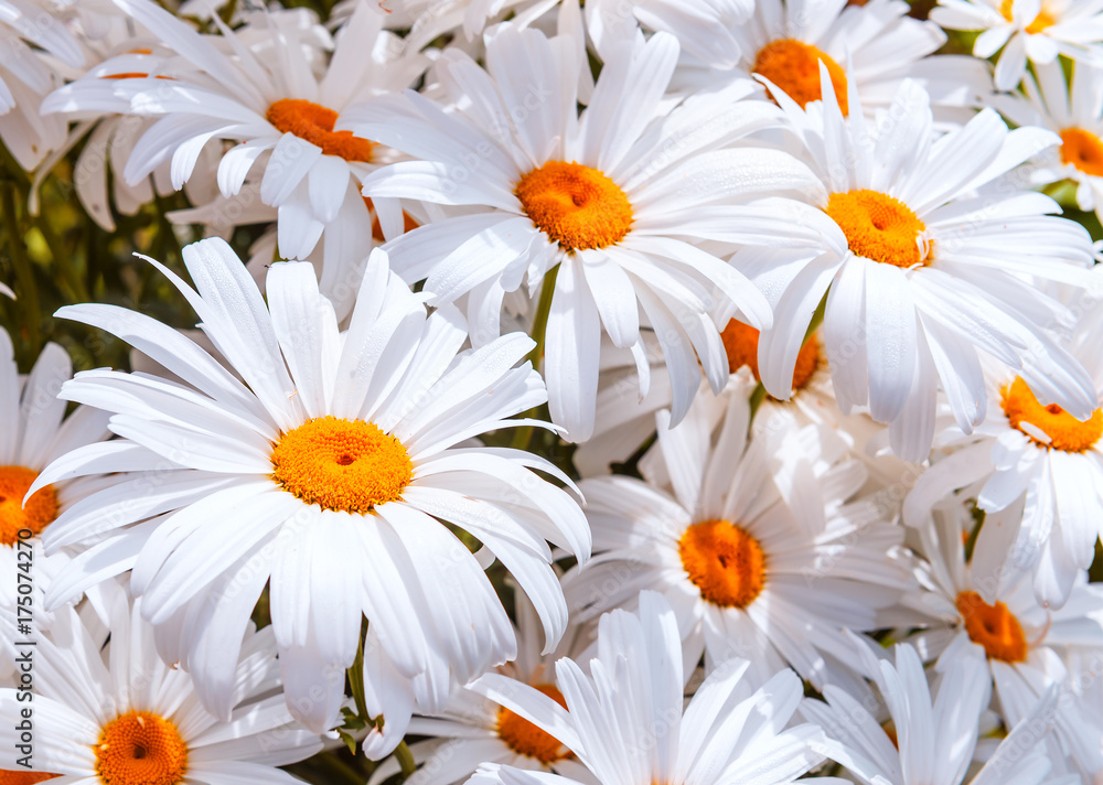 Fototapeta premium texture of chamomile
