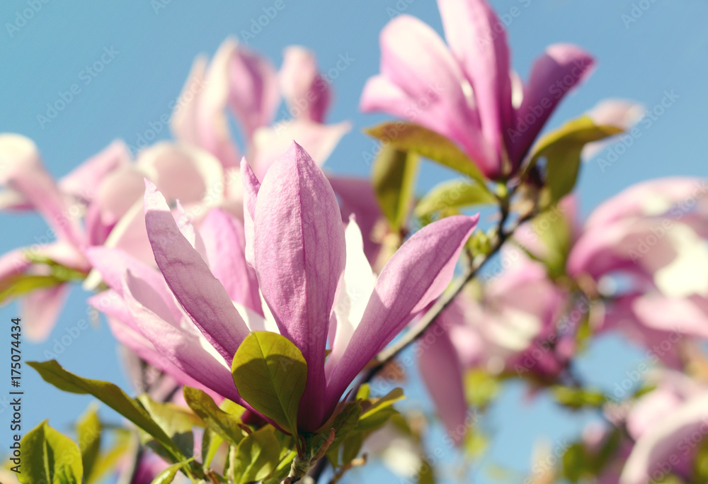 Close up picture of Magnolia flowers blooming in a spring. Hipster filtered photo.