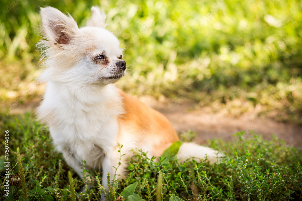 Chihuahua dog on green grass Chihuahua dog on green grass