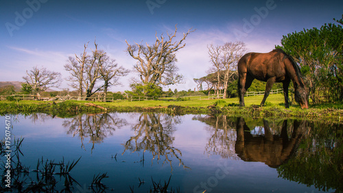A horse grazes next to a calm puddle with reflections of the trees photo