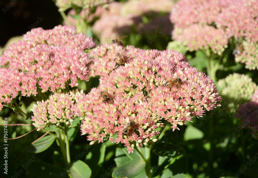 Growing Sedum In The Garden. Bee Friendly Plants. Bee-friendly garden. Growing Sedum In The Garden. Bee Friendly Plants. Bee-friendly garden.