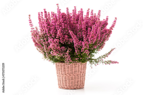 Fototapeta Naklejka Na Ścianę i Meble -  Glockenheide