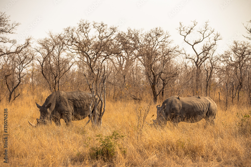 White Rhino Bulls in the Savanna White Rhino Bulls in the Savanna