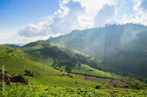 Εκτύπωση καμβά Mountain vegetable garden in Mae Rim, Chiang Mai thailand