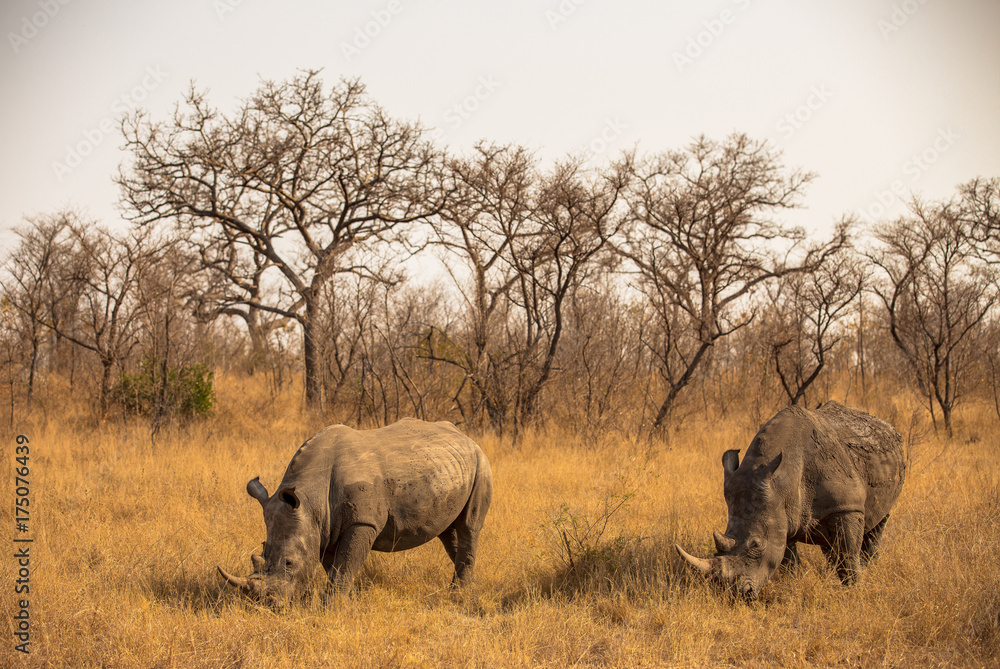 Fototapeta premium White Rhino Bulls in the Savanna