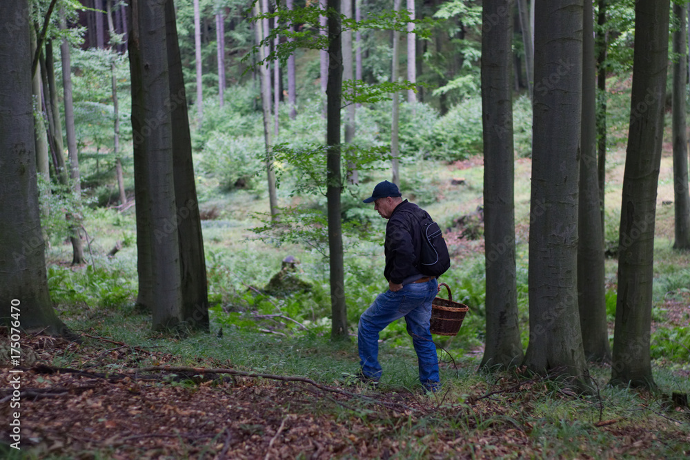 man gathering mushrooms in the woods man gathering mushrooms in the woods
