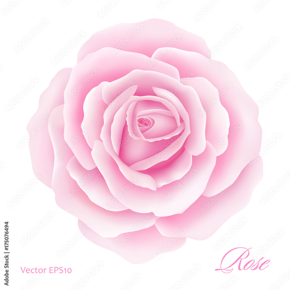 White background with a Pink Rose Flower. Vector illustration White background with a Pink Rose Flower. Vector illustration