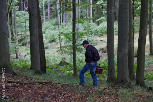 man gathering mushrooms in the woods 