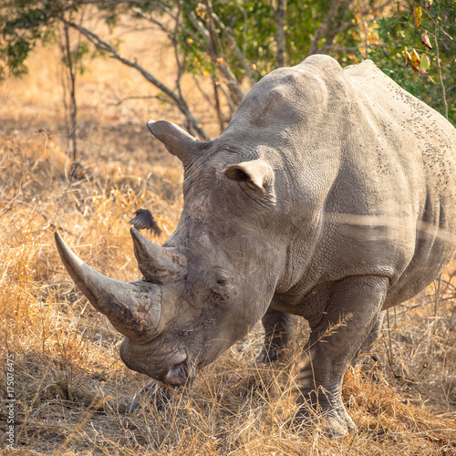 Rhino Bull