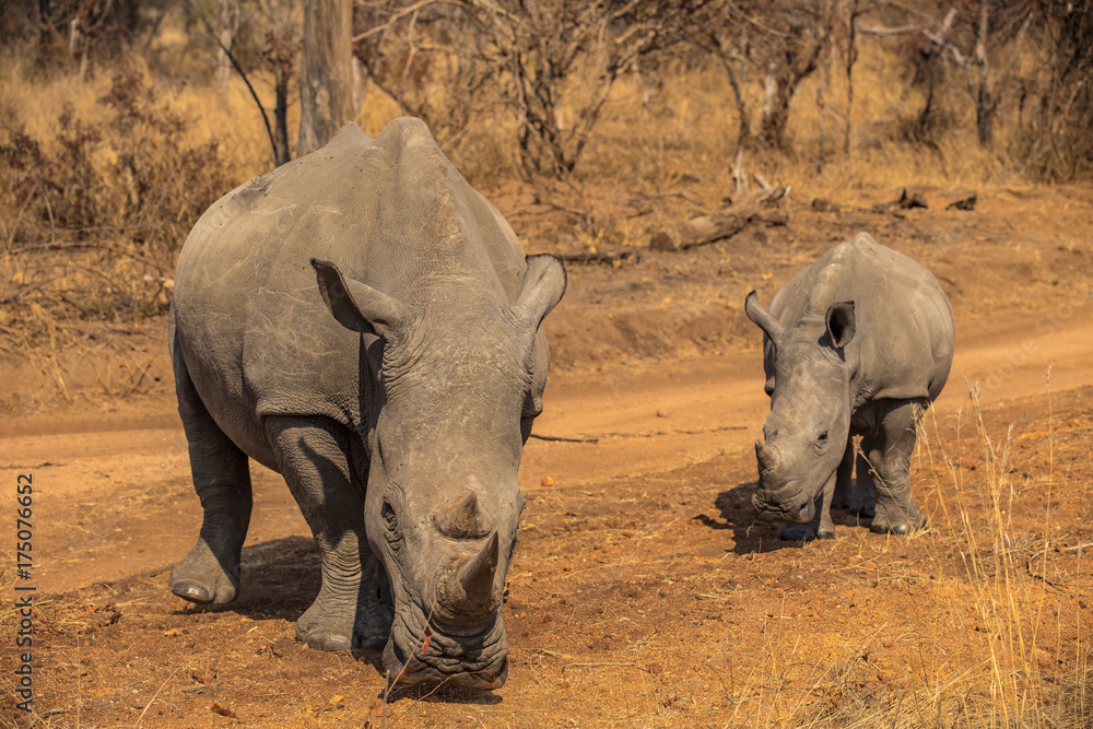 Fototapeta premium White Rhino Family
