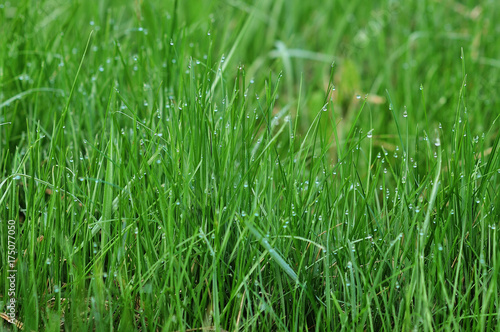 background of dew drops on bright green grass © alena0509