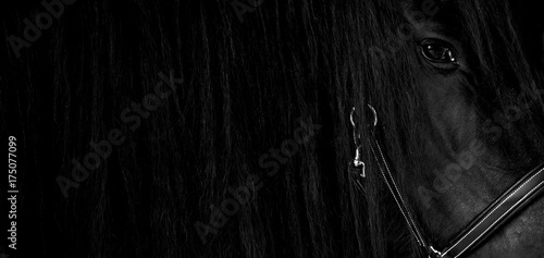 cheval, chevaux, frison, écurie, équitation, crinière, crin