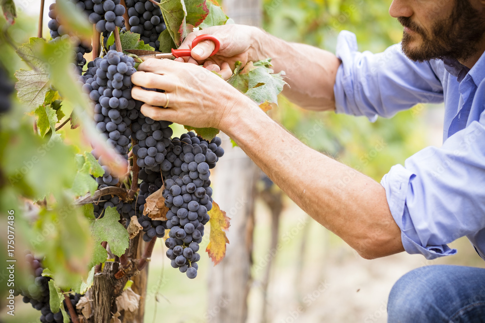 © Giorgio Pulcini - Man in the vineyards picking vine grapes