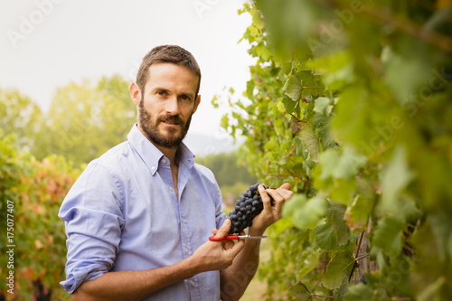 Konstfotografi Man in the vineyards picking vine grapes
