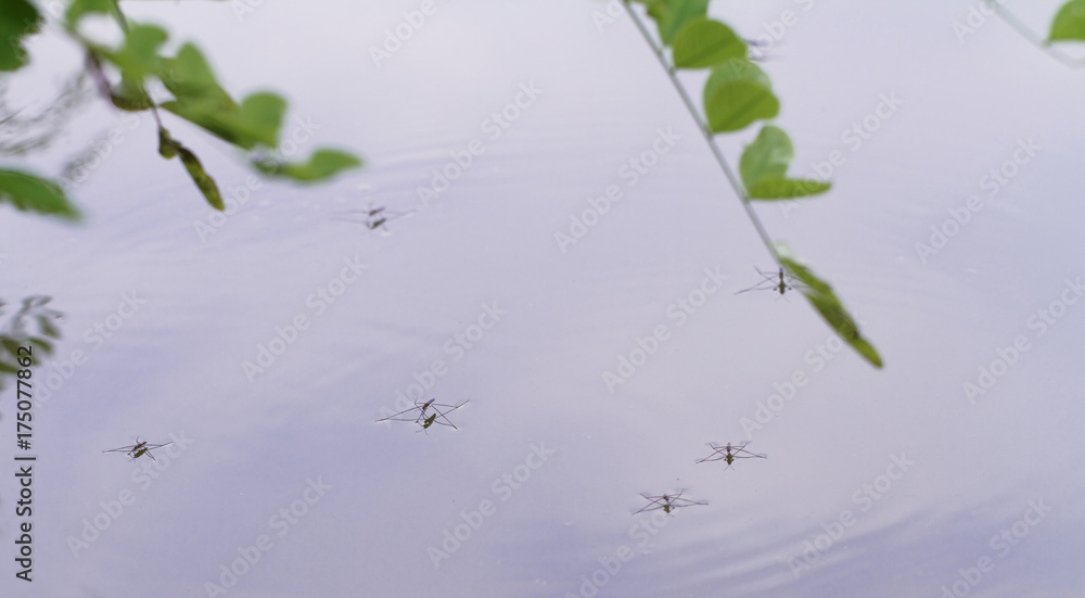 Gerridae on the water surface Gerridae on the water surface