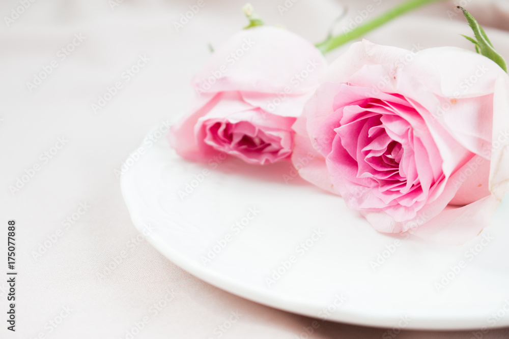 Pink rose Pink rose