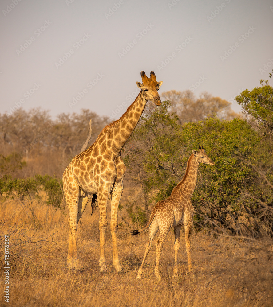 Obraz premium Giraffe Family